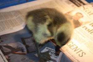 004 - safe at last Is it good news or bad? Clearly the scholarly type.