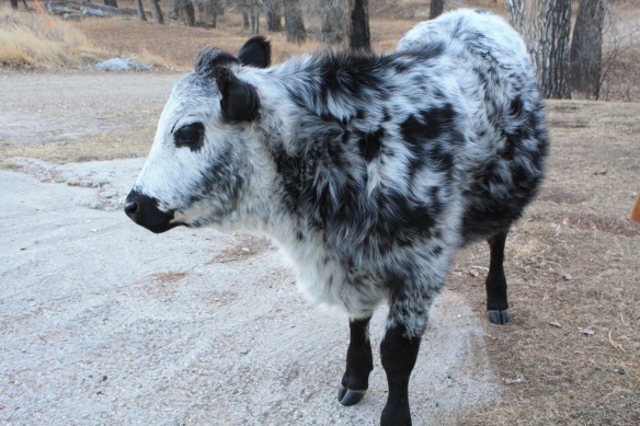 "I know I'm simply gorgeous" . . . .