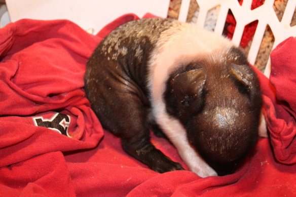 half-baked baby too soon for the world . . . .