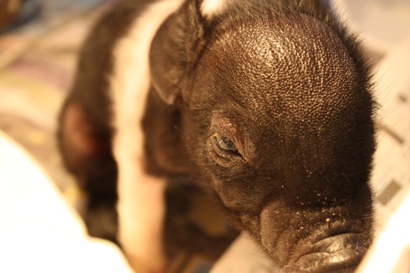 "I think I'll just settle down for my nap" . . . .