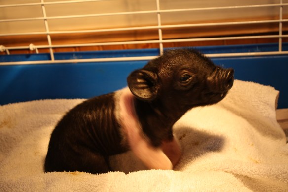 "You woke me up for this?" . . . .