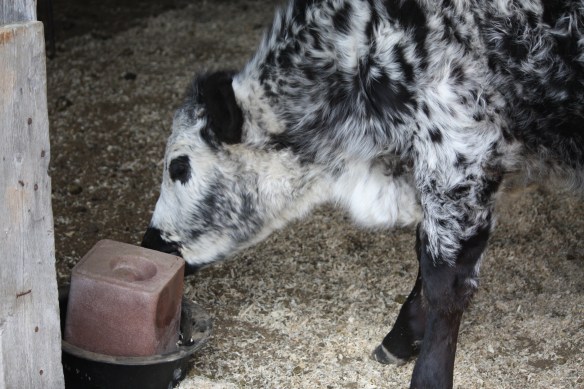 "I'll just sneak a few licks off Tilly's salt block" . . . .