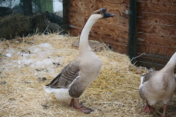 Ricky rules! . . . .