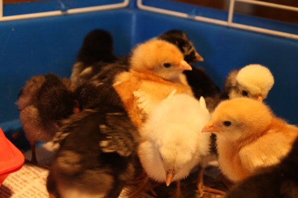 "Hey, it's a little crowded in this corner - make way!" . . . .