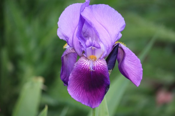 irresistible iris . . . .