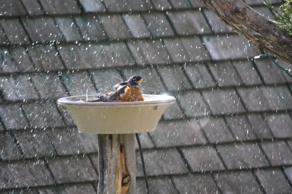 "Ah, warm water bath!" . . . . 