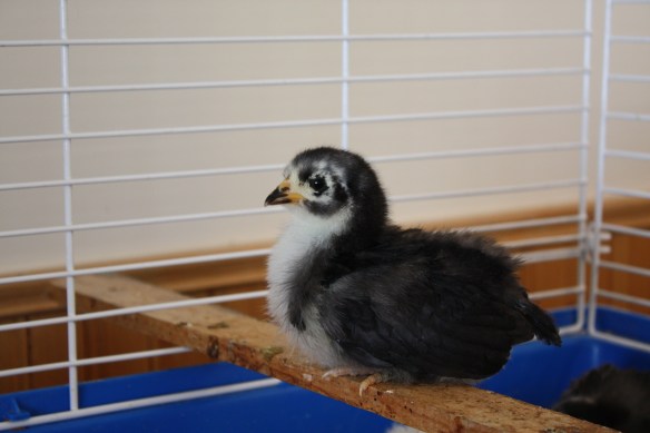 "She just thinks she rules this roost!" 