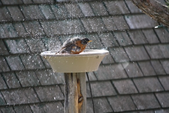 "This is too much fun - think I'll go for another dip!" . . . . 