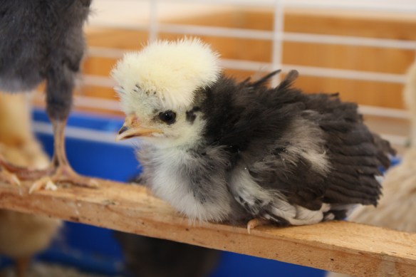 "They call me Marilyn . . . you know, that dishy blond?" . . . . 