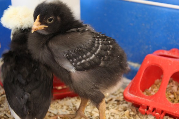 "I'm the shy, quiet type"  . . . . 