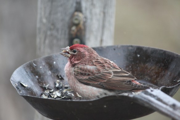 "A skillet filled with vittles!" . . . . 