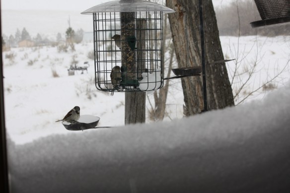 "Bird relief port in a storm" . . . .  
