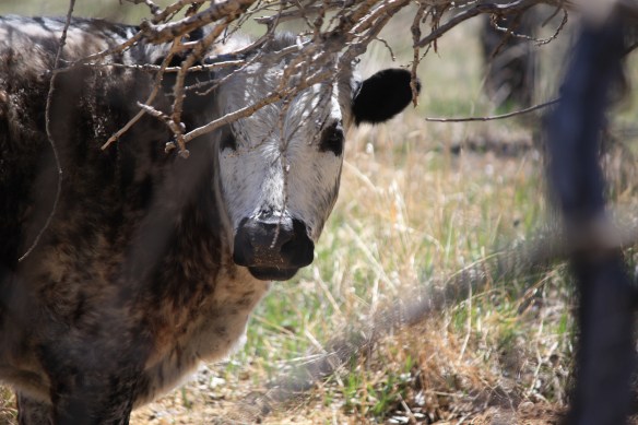 "Where's Tilly?"  . . . . 