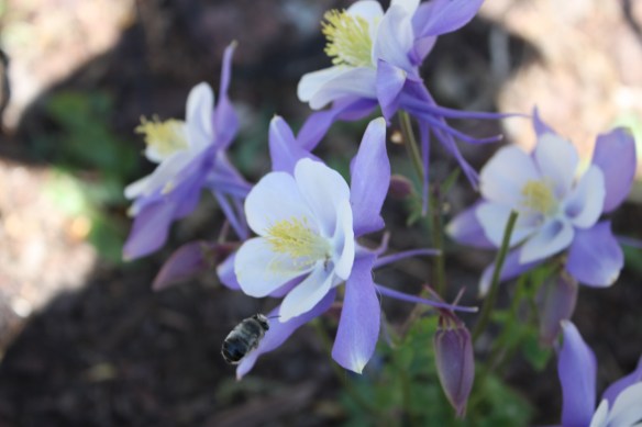 Blue columbines are glorious . . . . 