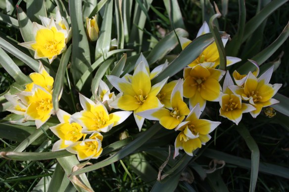 Granny Clara's flowers greet  us every spring . . . . 