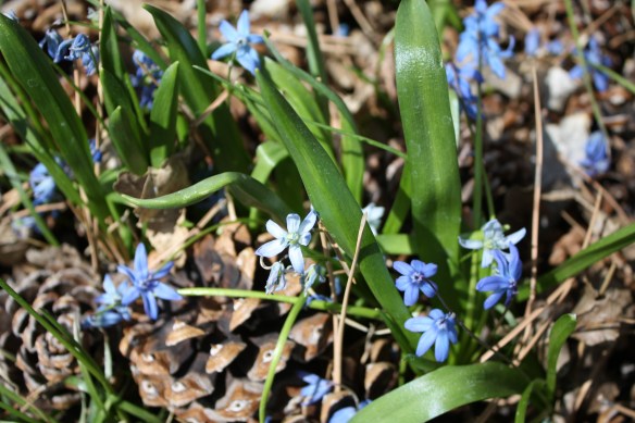 More of Clara's blooms . . . . 