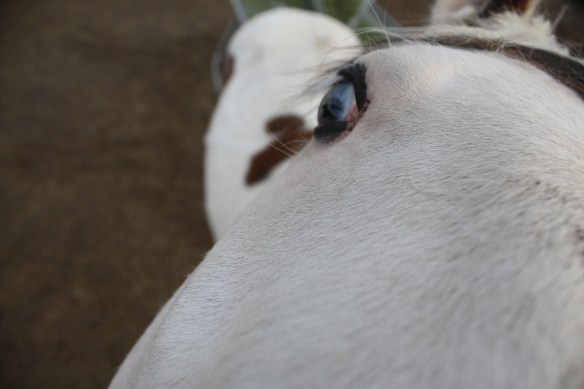 "Can I come out and play?" . . . . 