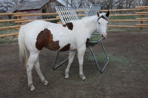 Tru Tahlequa Miss is one year old . . . . 