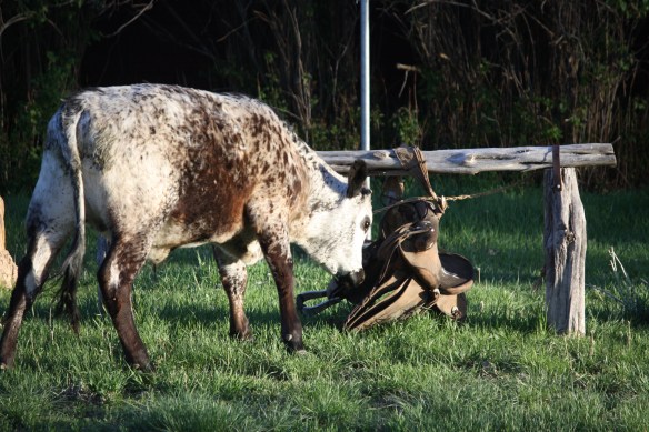 "I'll send this hunk of leather to the moon!" . . . . 