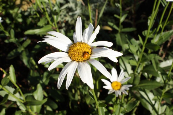 He loves me, he loves me not . . . . 