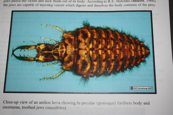 A creature from the underworld . . . . 