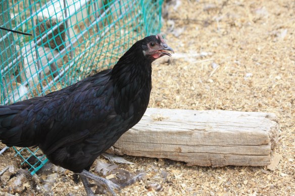 Denice (or DeeNice, famous on YouTube) . . . . 