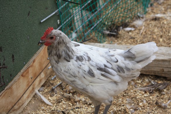 Pearl the Adventurer flies the coop daily for greener pastures . . . . 