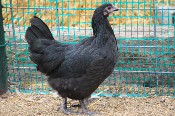 Hedda has deep blue luster to her black feathers --what a beauty!  . . . .
