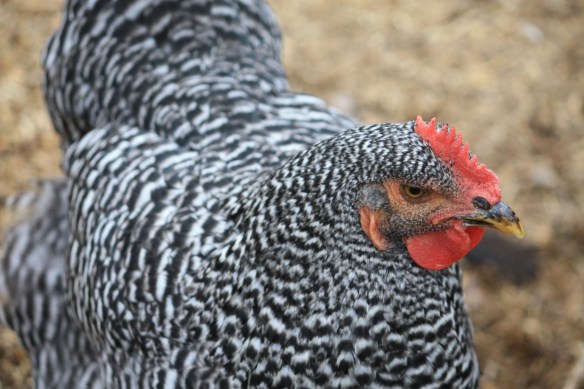 Dee Dee is supreme in size . . . . 