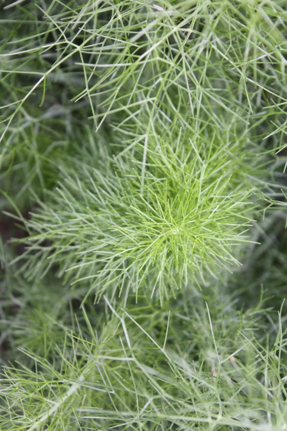 Fennel foliage . . . . 