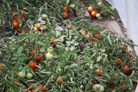 And more tomatoes . . . . 