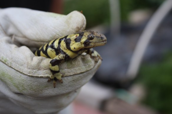 A tiger by the tail . . . . 