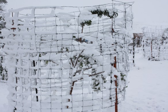 We thought Feed Lot was bad news! . . . . 