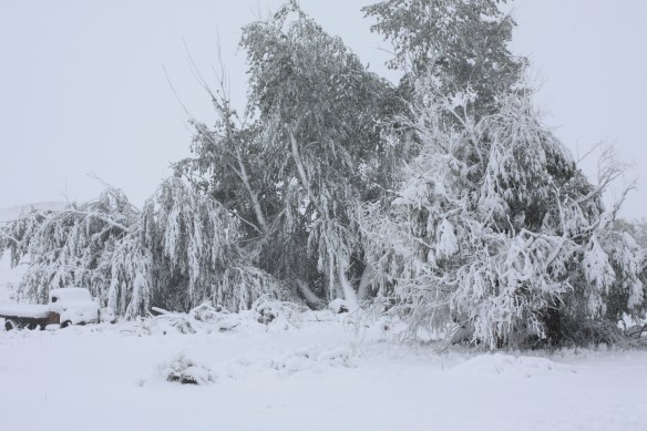Tree surgery . . . . 