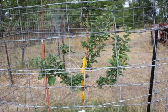 bruised and broken . . . . 