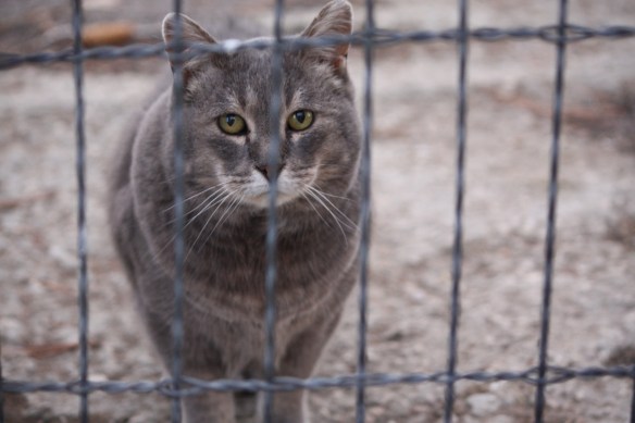 "It's time for my supper!" . . . . 