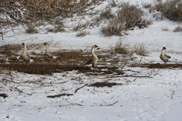 "Only bare ground to be found--shall we fly now?" . . . . 
