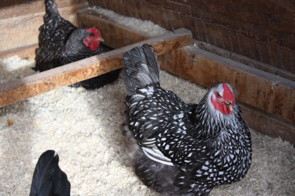 Henrietta hogs the nest while Clara waits her turn . . . . 