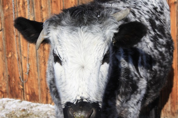 I wish I could be in the barn with Tillie! . . . .