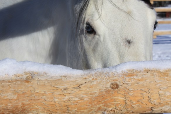 "Hey, Feed Lot, come on over and we'll talk!" . . . . 