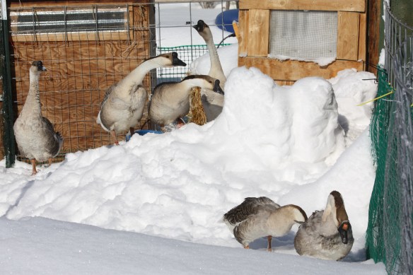 "Let's fly south and get out of this stuff!" . . . . 