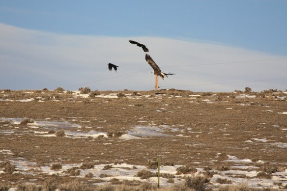 "There goes the neighborhood, look what blew in!" . . . . 