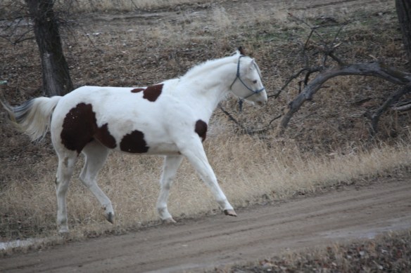 "out to play - where is my buddy?" . . . . 
