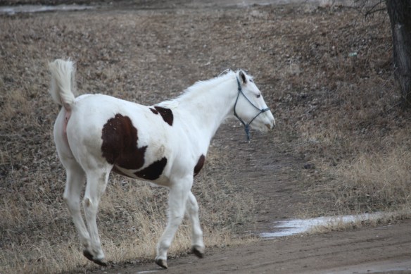 "think I'll just kick up my heels !" . . . . . . 