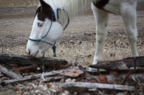"Guess I'll take a chomp out of this old wagon bed" . . . . 