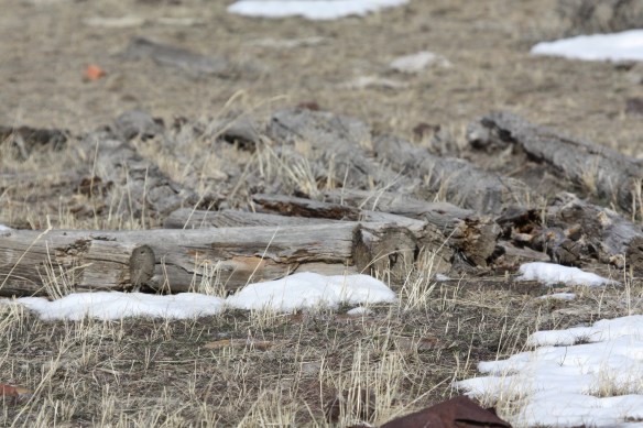 Log remnants of  homestead cottage . . . . 