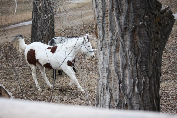 "How can I go play if he won't come?" . . . . 