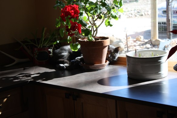 what's this among the blooms? . . . . 