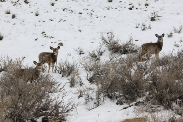 "We'll just go nibble sagebrush" . . . . 