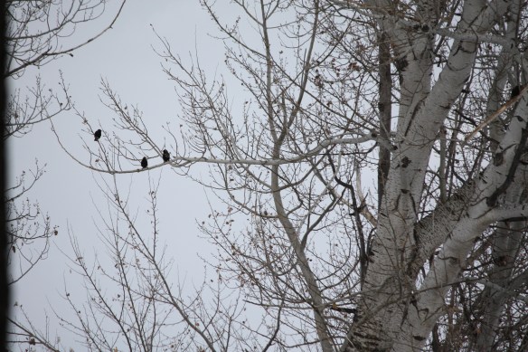 "it's the ku klux klan!" . . . . 